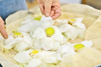 감천마을꽃차문화원사진